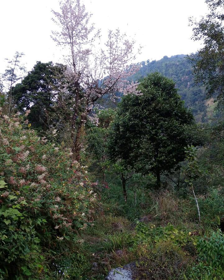 Enchanted Forest Farmstay Gangtok Exteriér fotografie