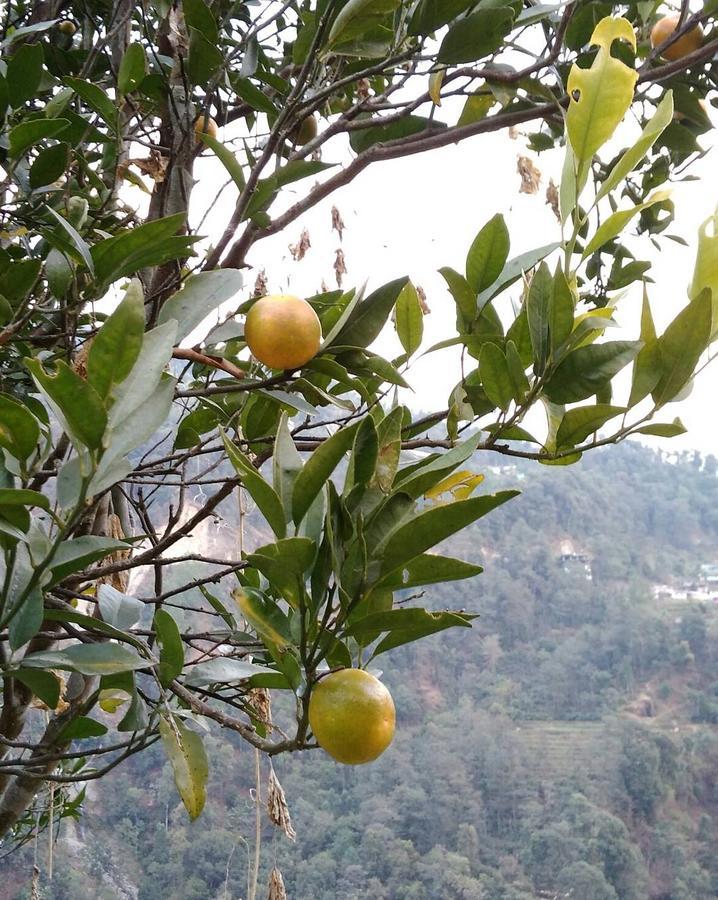 Enchanted Forest Farmstay Gangtok Exteriér fotografie