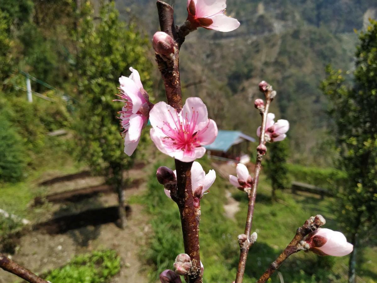Enchanted Forest Farmstay Gangtok Exteriér fotografie